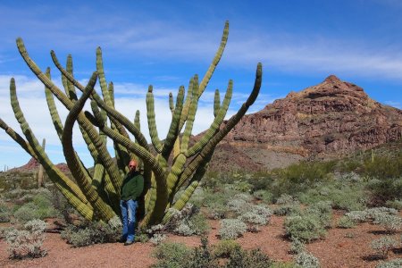 Pat onder een Organ Pipe cactus